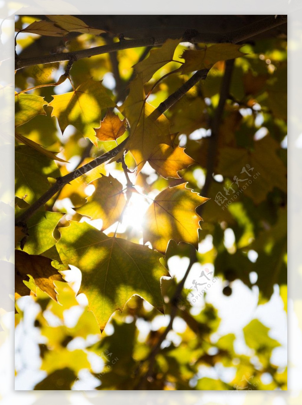 凋零的树叶摄影图片
