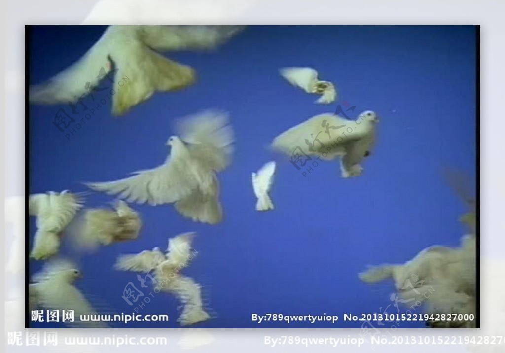 动态鸽子飞舞视频素材