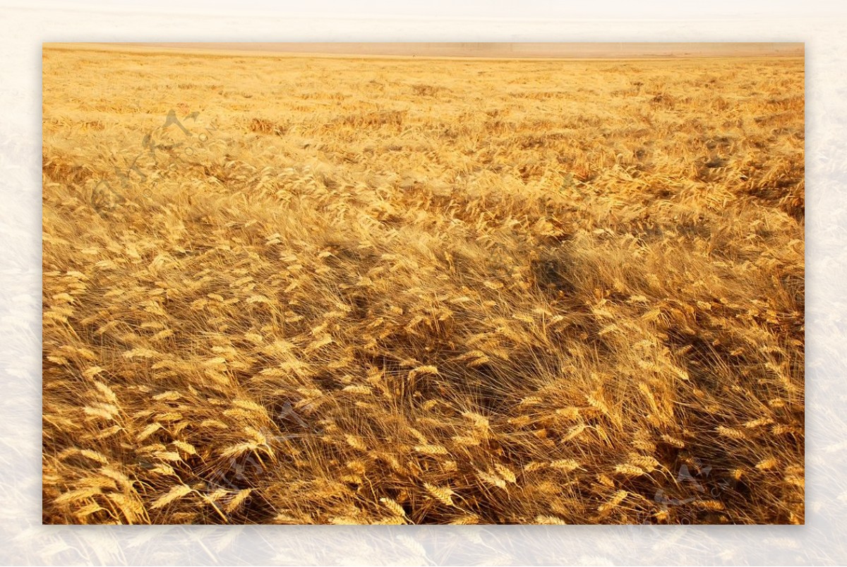金黄的麦田图片