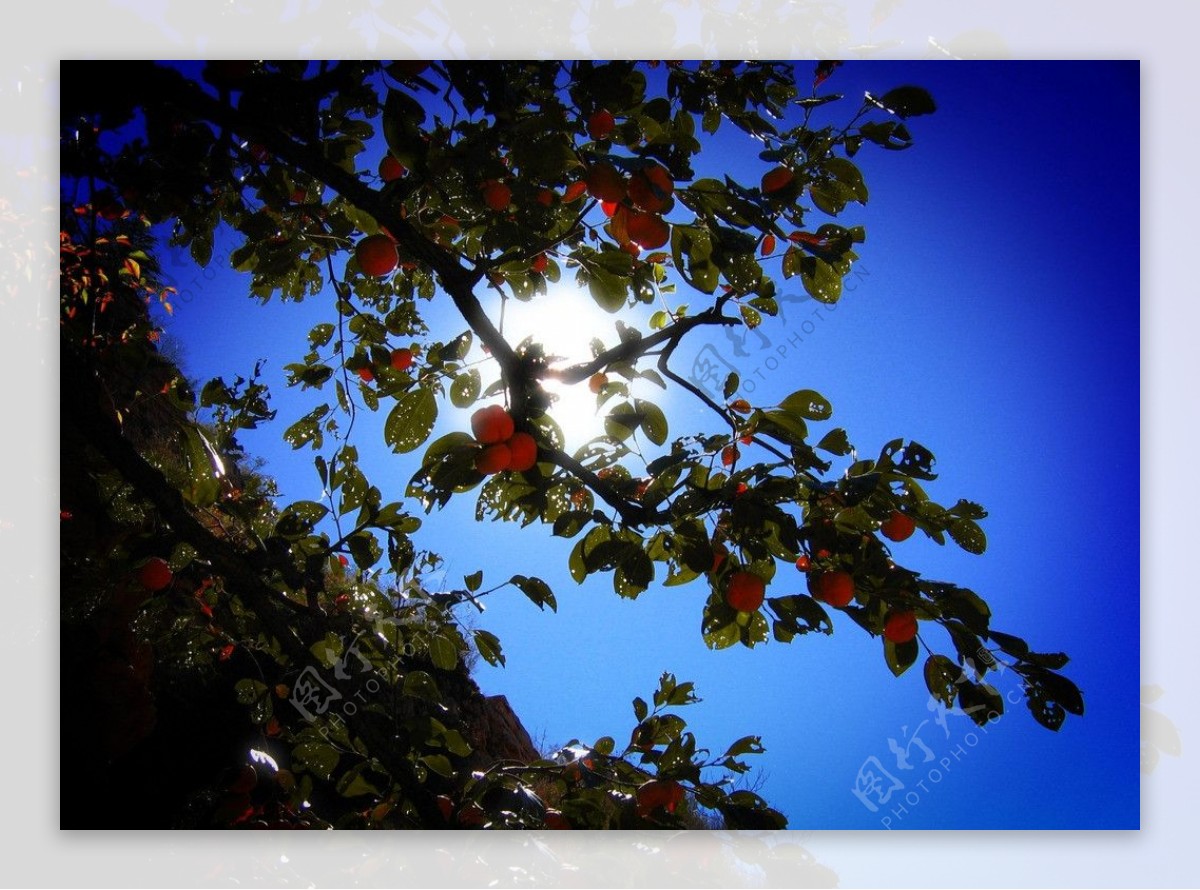 秋天的柿子树图片