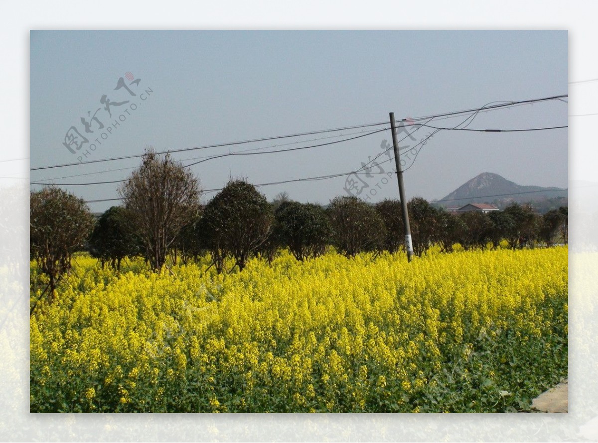 蔬菜基地油菜花图片