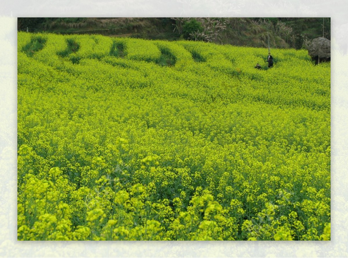 油菜花图片