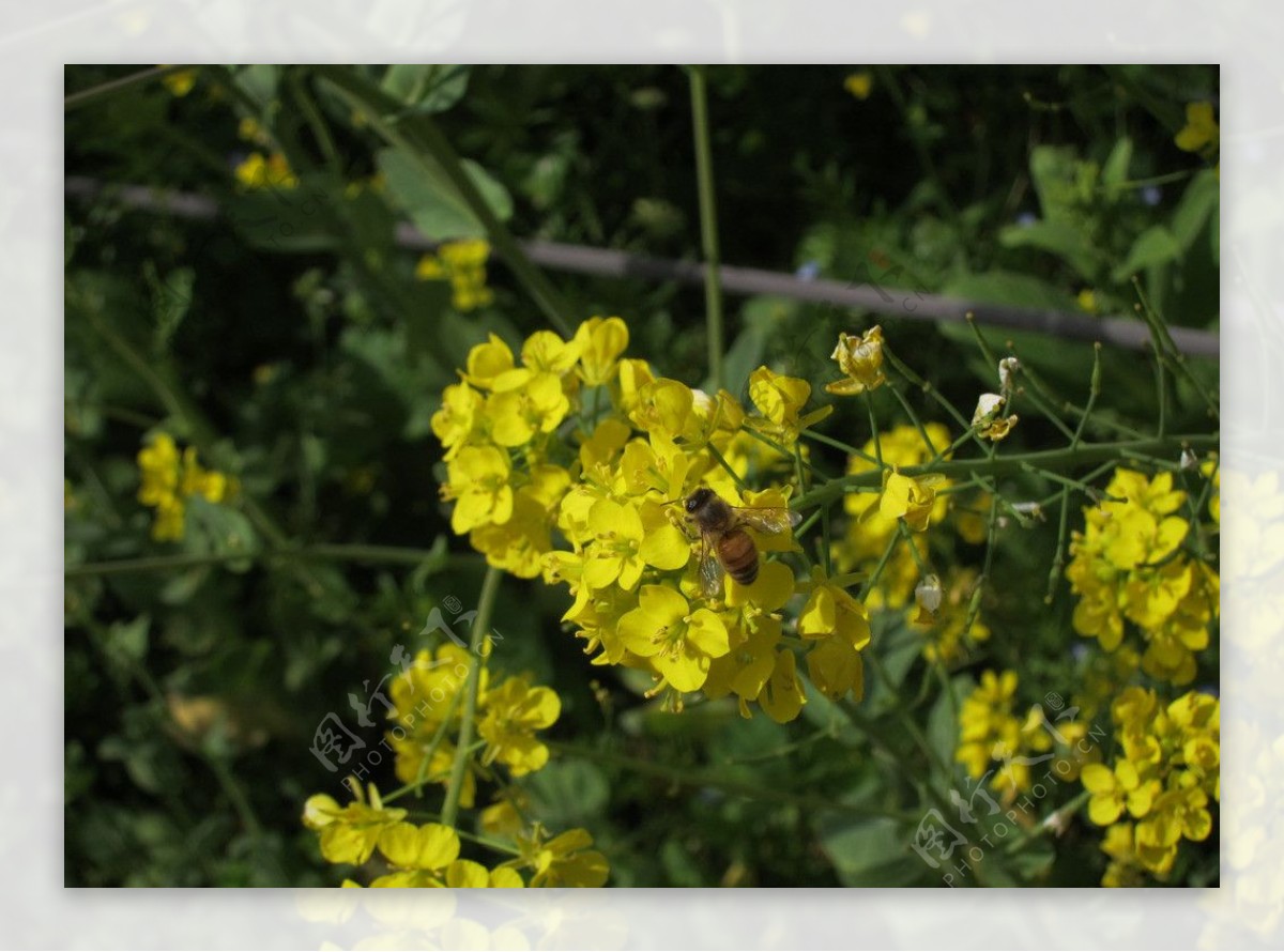 油菜花和蜜蜂图片