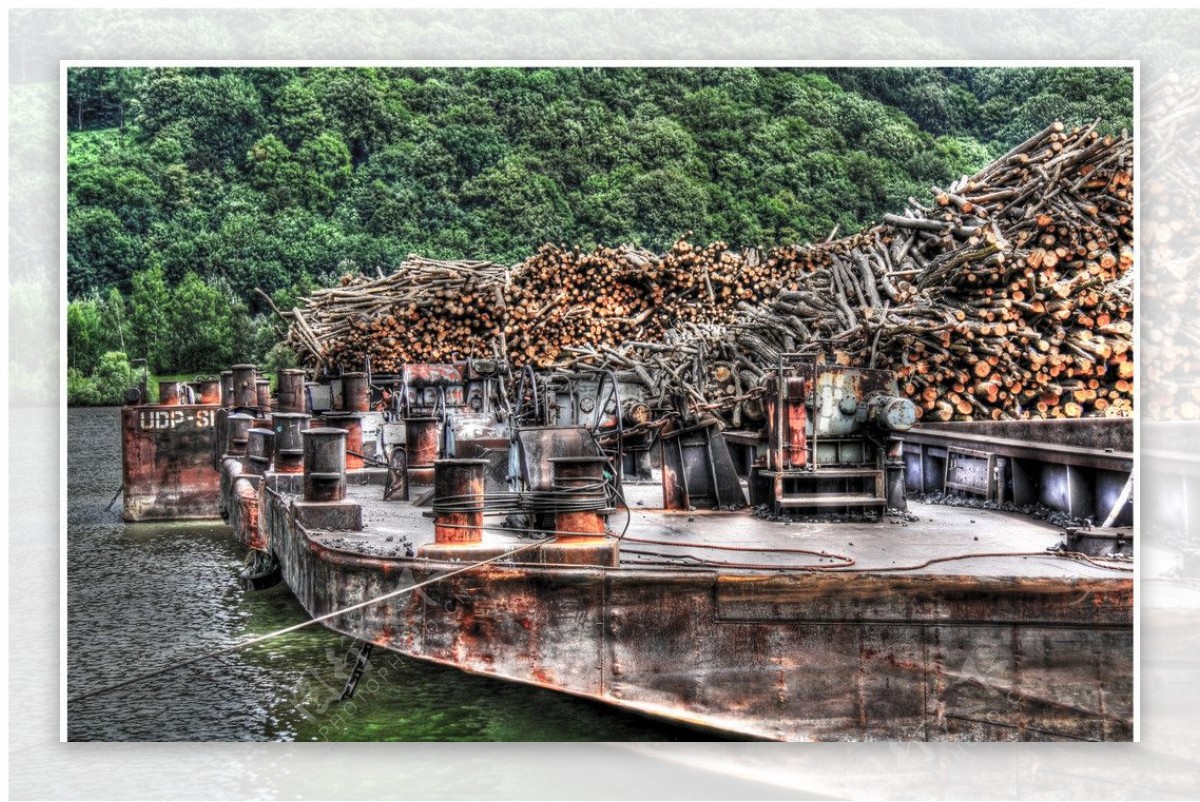 砍伐的树木运输图片