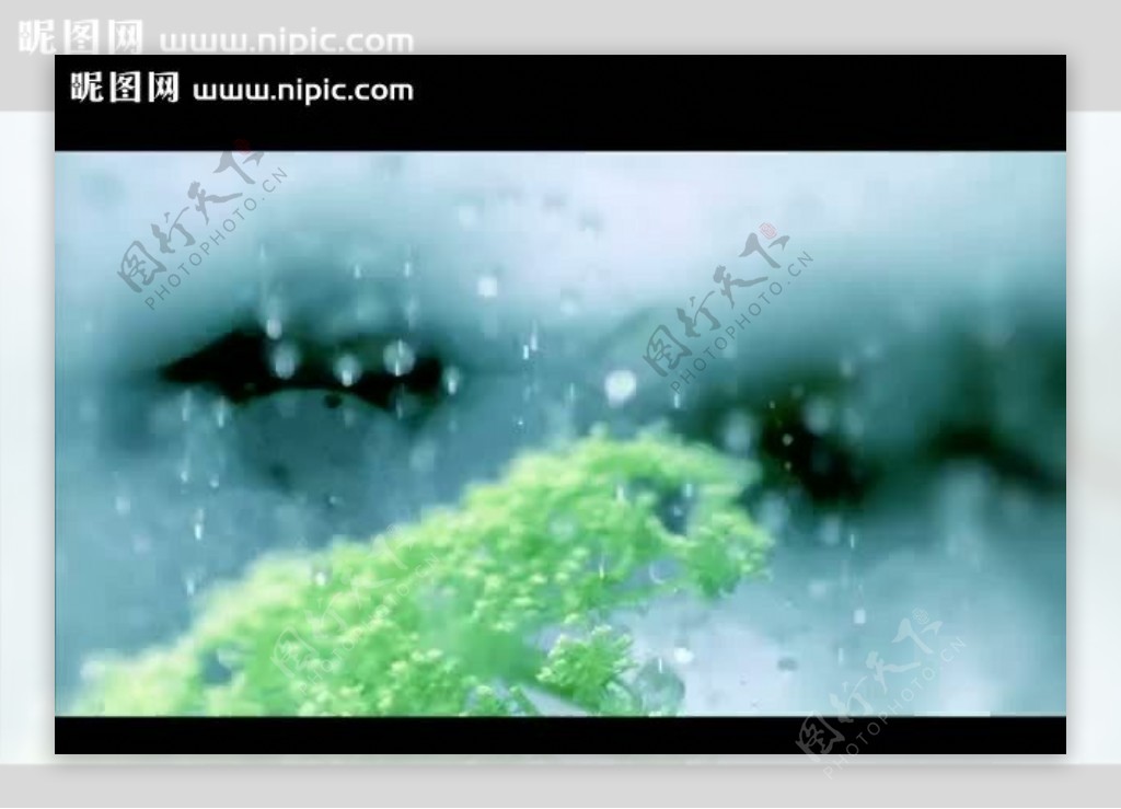 雨中绿叶视频素材