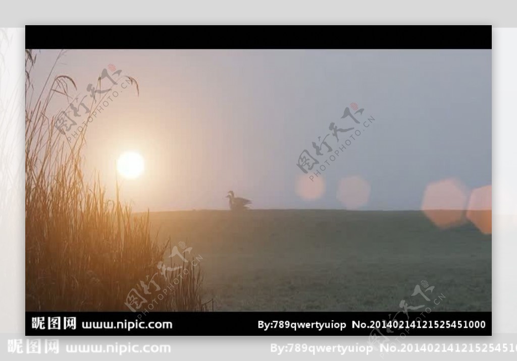 草原清晨野鸭景色视频