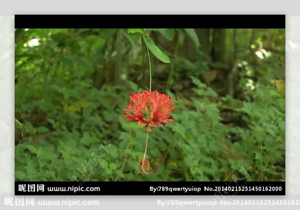 花朵自然生长视频素材
