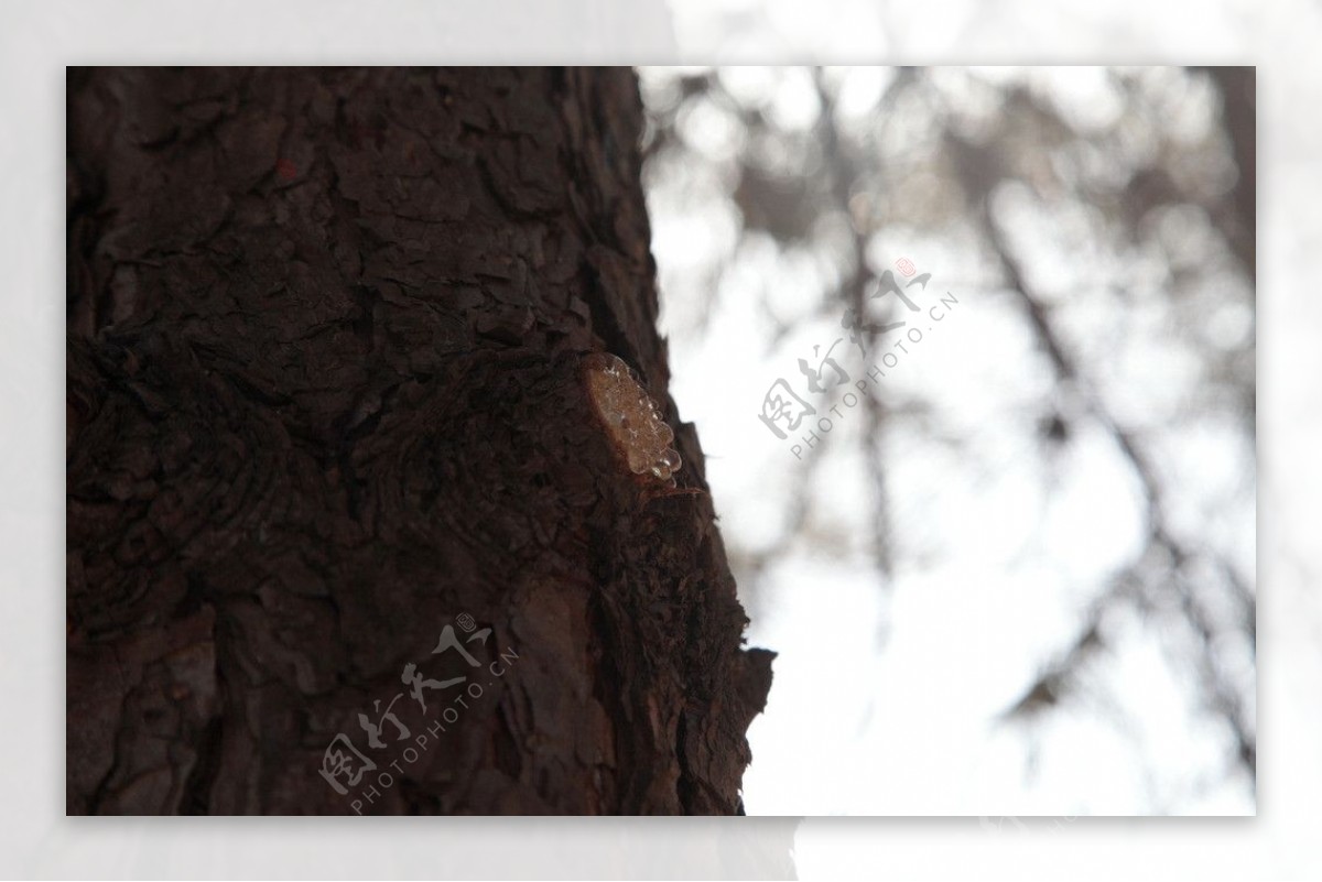 松树树干图片