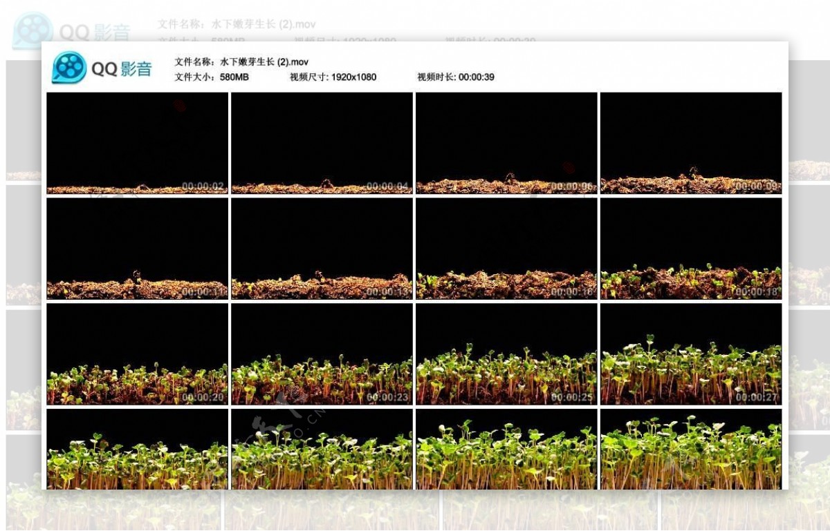 植物绿植发芽生长高清实拍视频素材