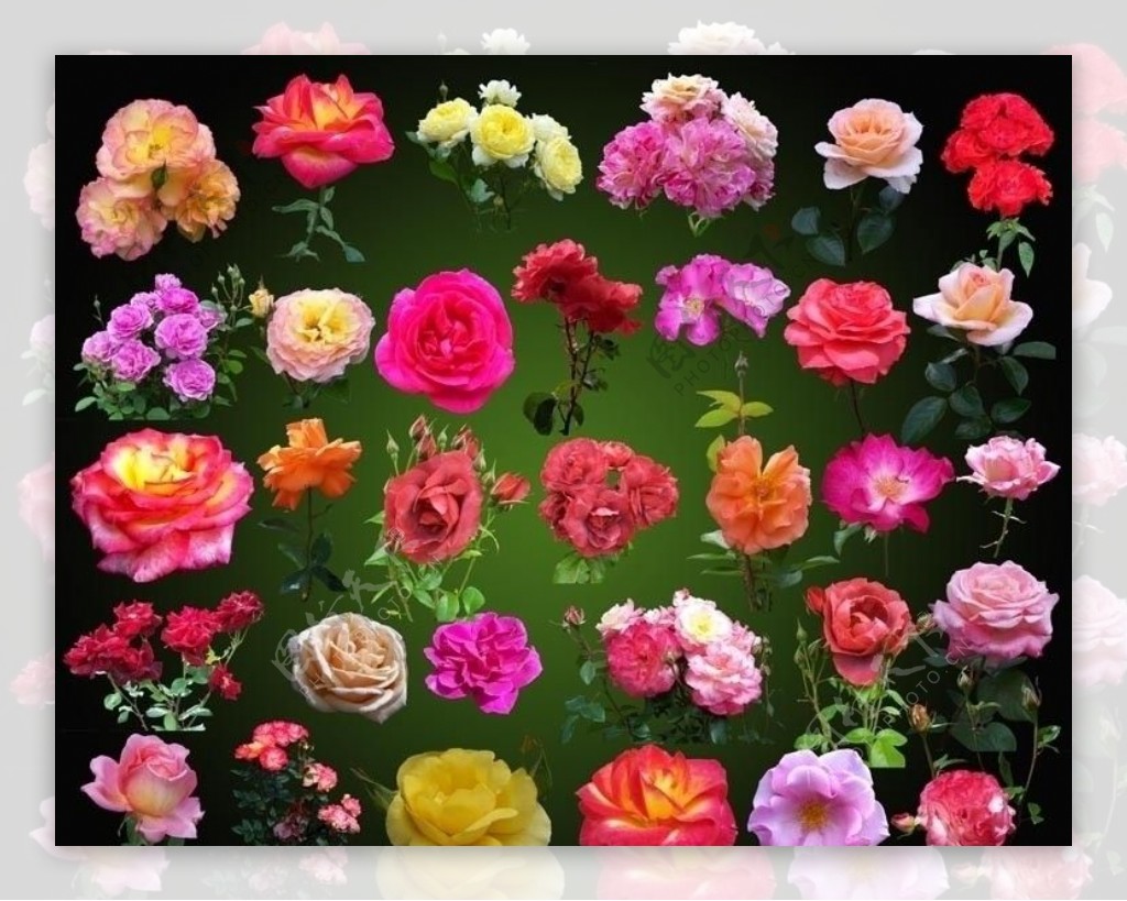 高清PSD分层玫瑰月季花图片