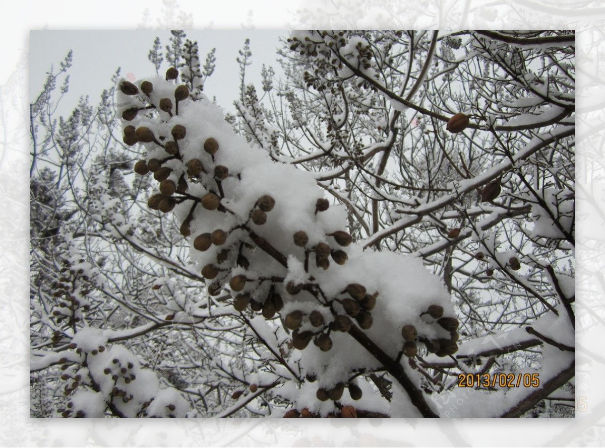 雪中梧桐图片