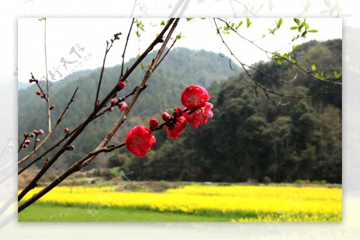 桃花油菜花图片