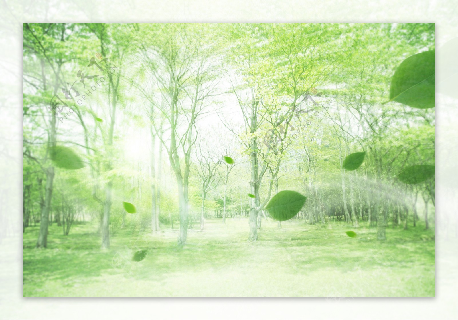 绿色树叶清新空气图片