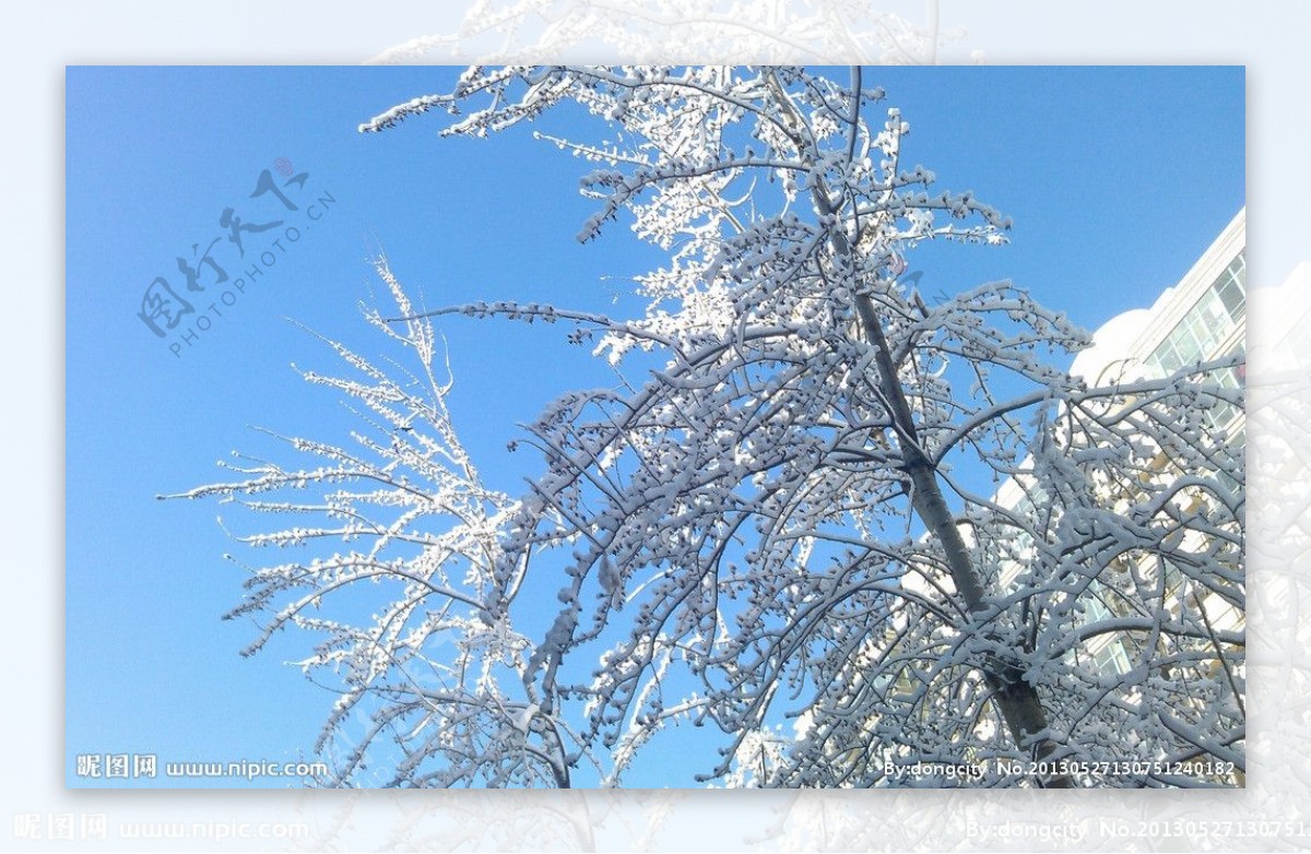 雪天树挂雪景风景图片