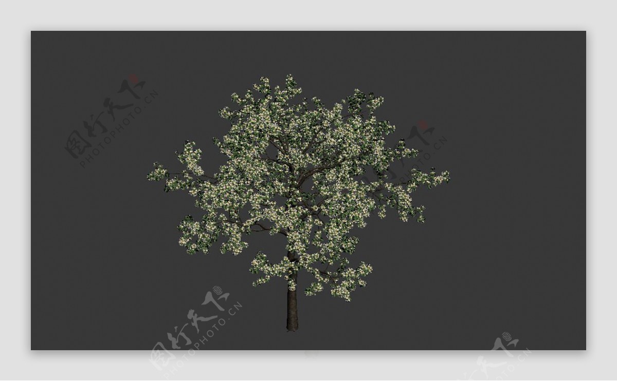 樱桃树模型图片