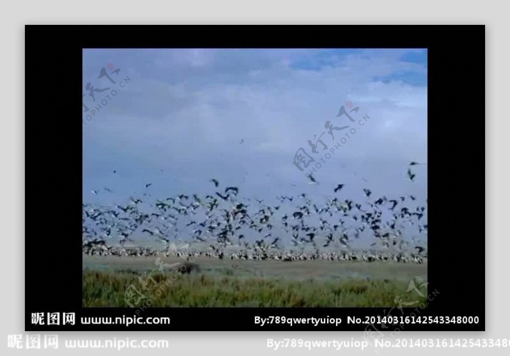 鸟群视频素材