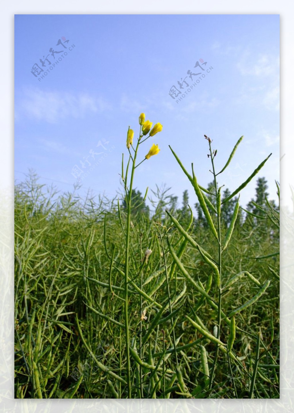 蓝天绿草油菜之小黄花图片