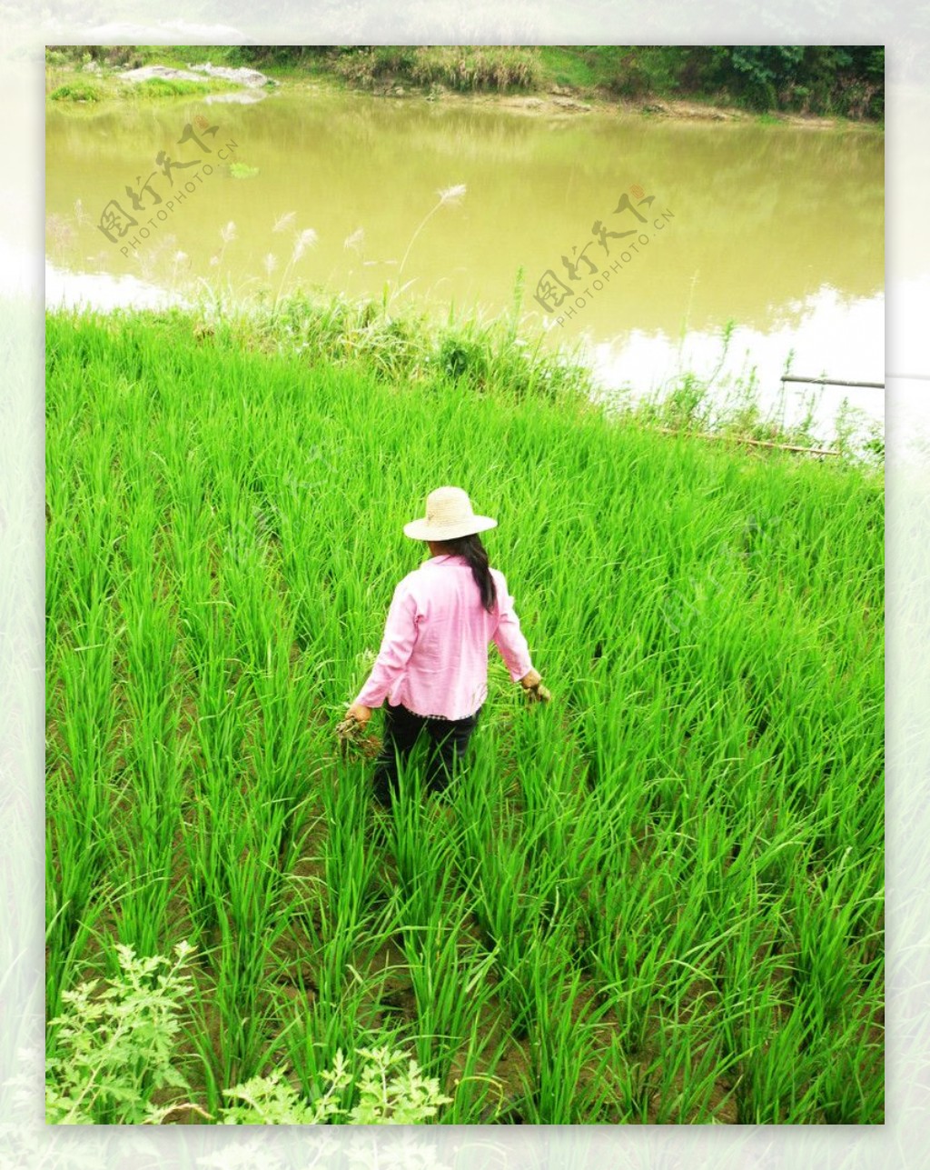 农忙种水稻的女人图片