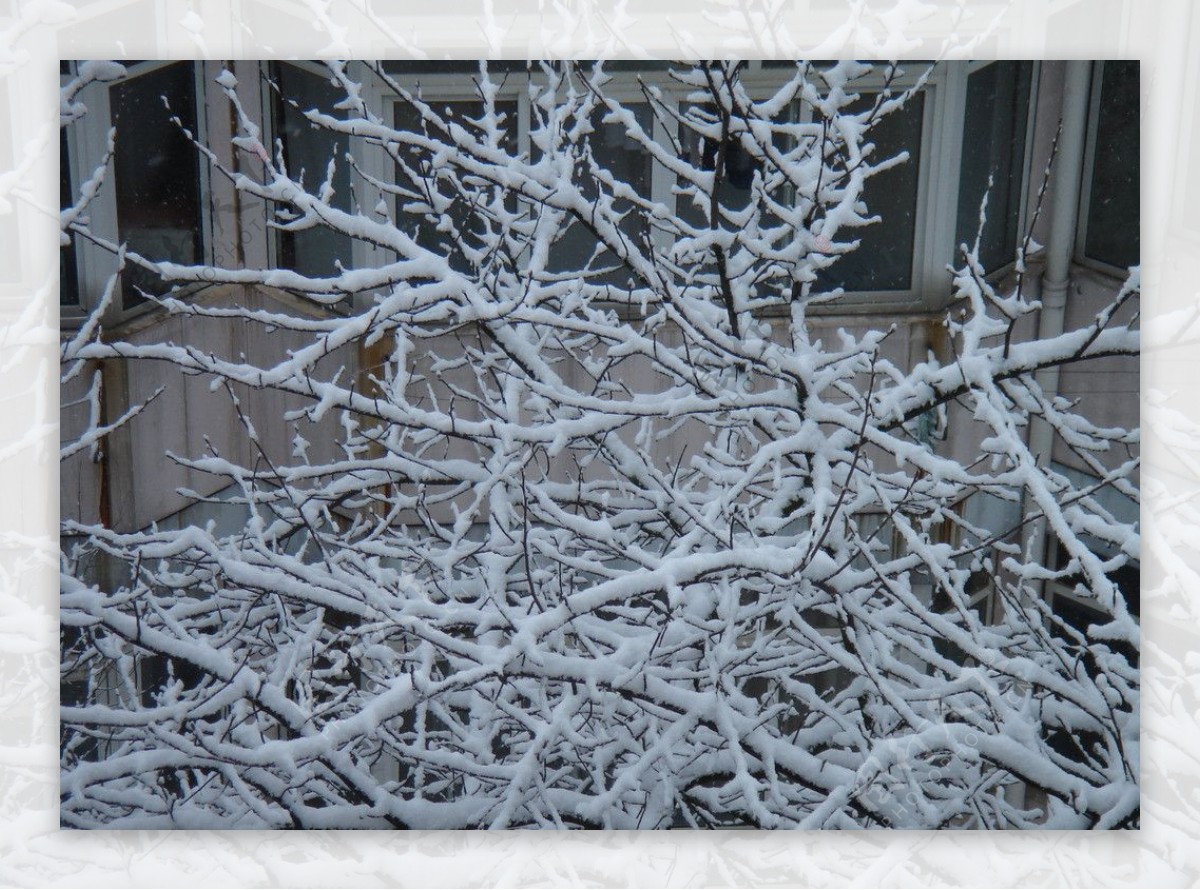 树枝积雪图片