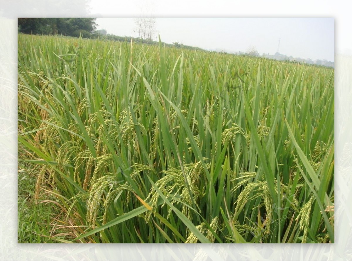 水稻远景图图片