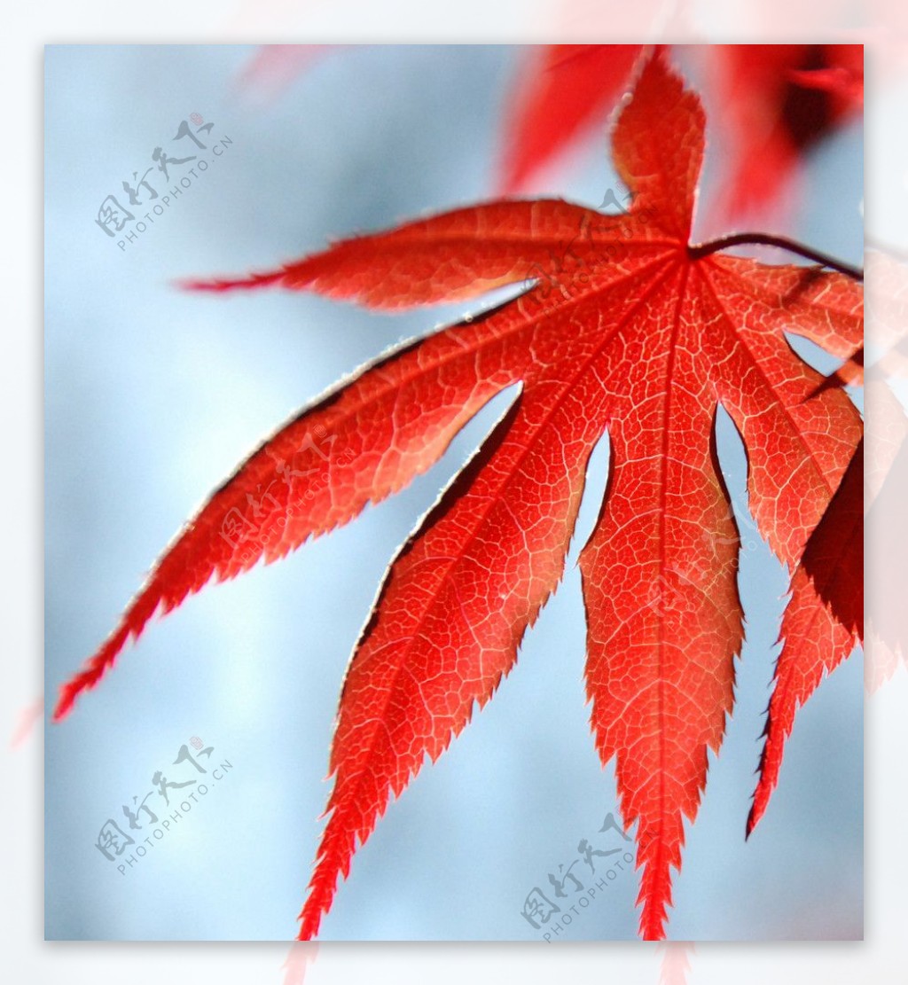 日本红枫叶图片