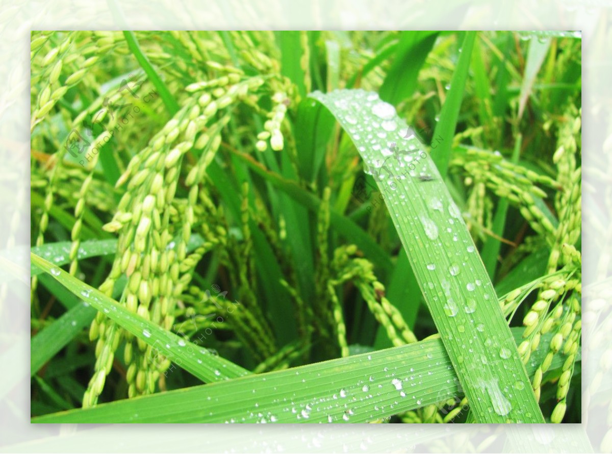 雨中稻田图片