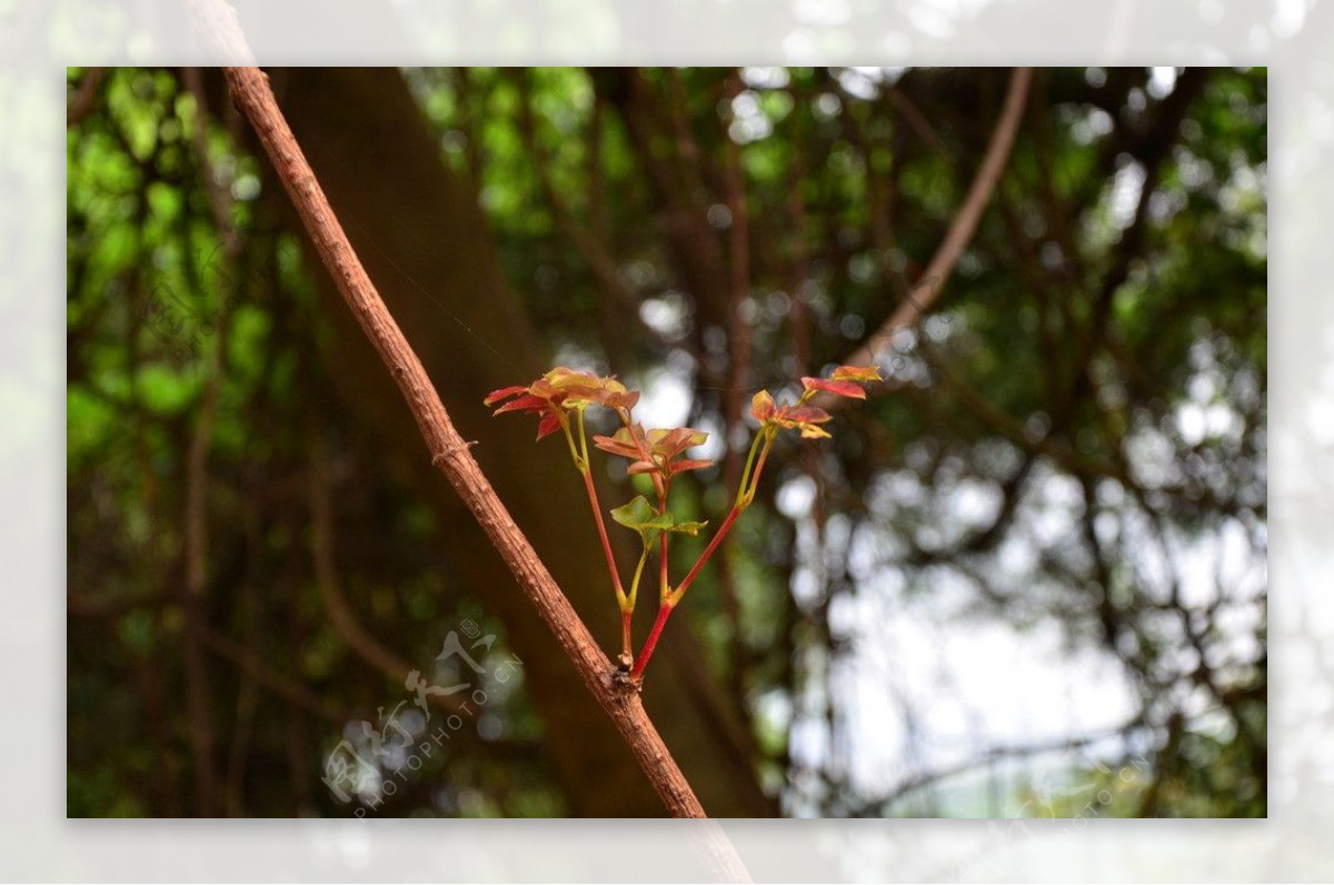 绿芽图片