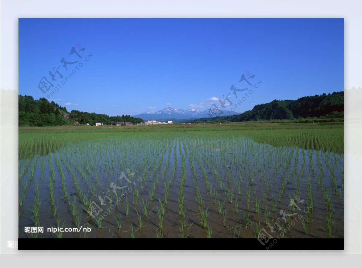 田园稻田图片