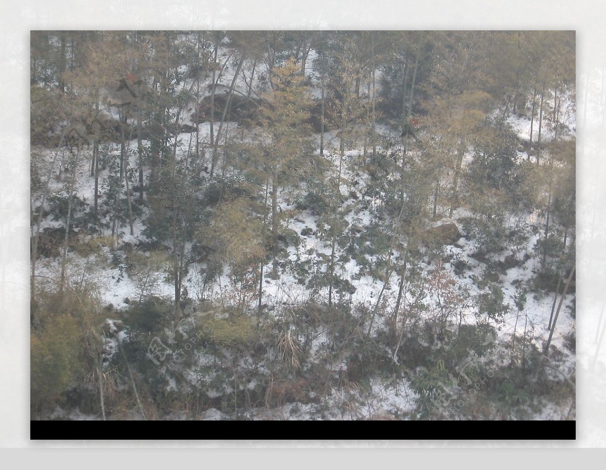 竹林雪景图片