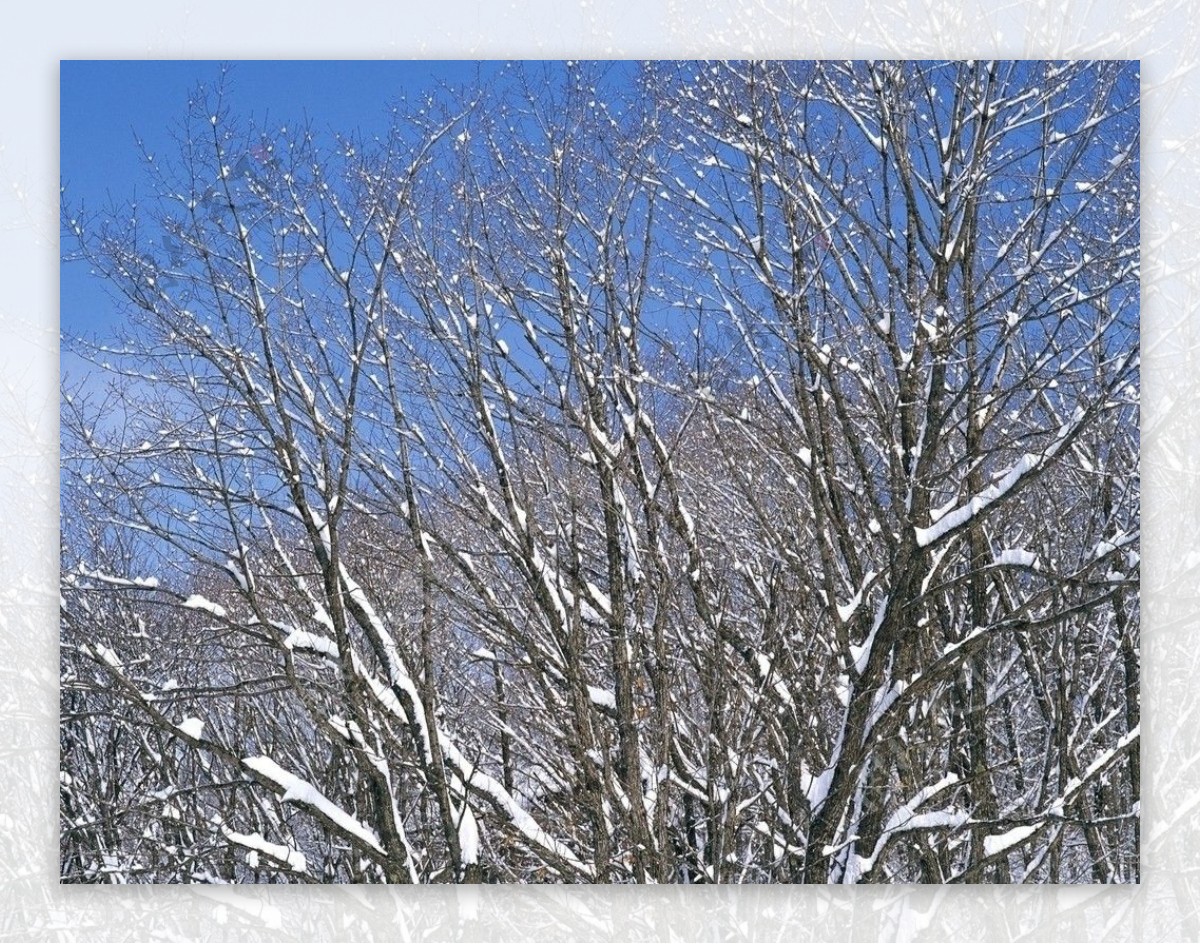 雪后景图片