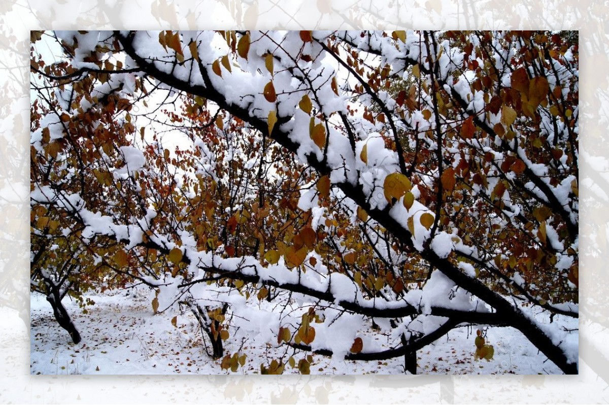 雪后图片