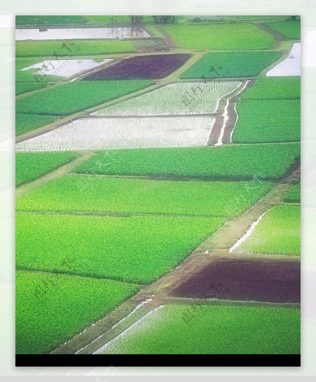 稻田风光图片