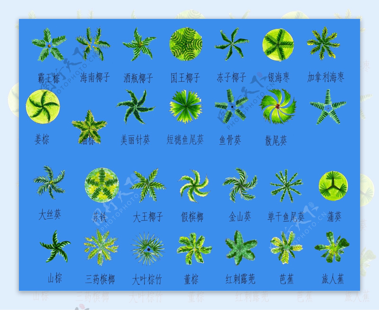 CAD棕榈植物素材图片
