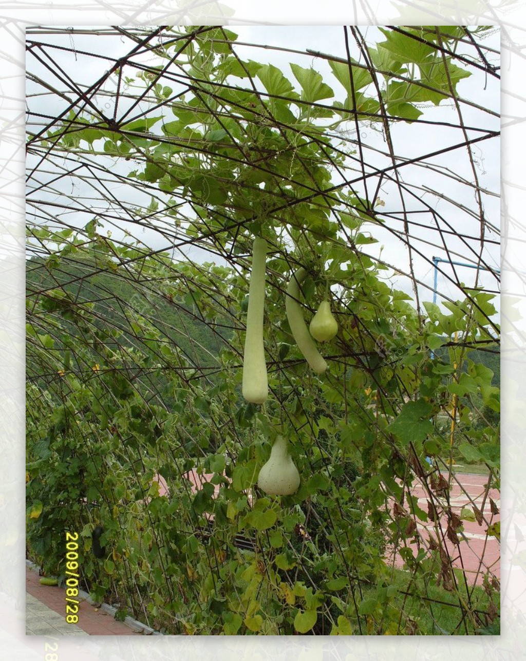 丝瓜-铁岭植物-图片