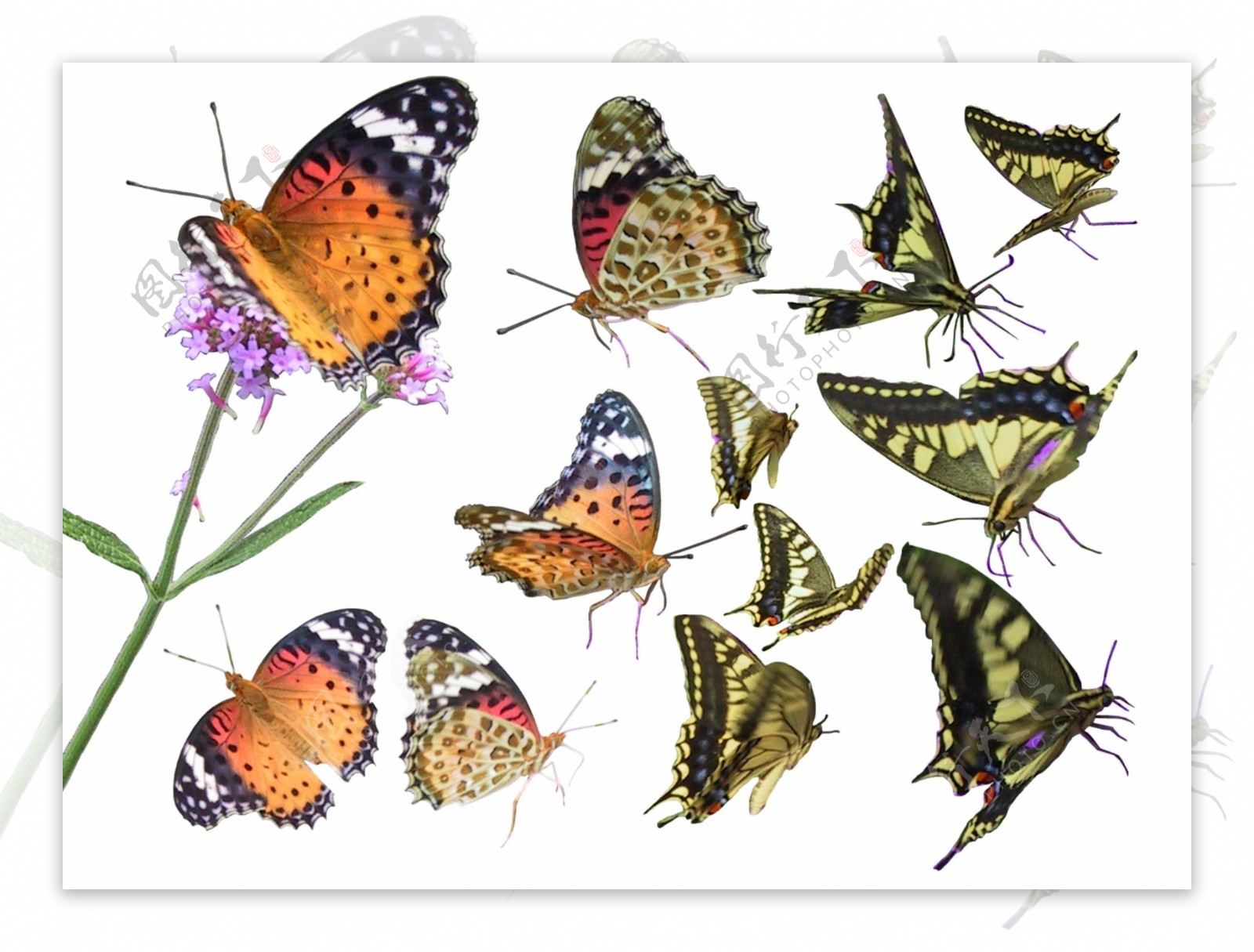 PSD后期设计蝴蝶图片素材