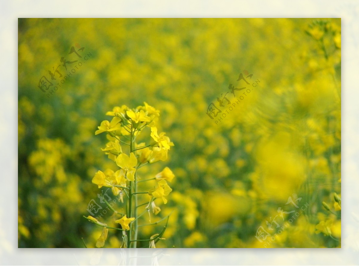 油菜花开图片