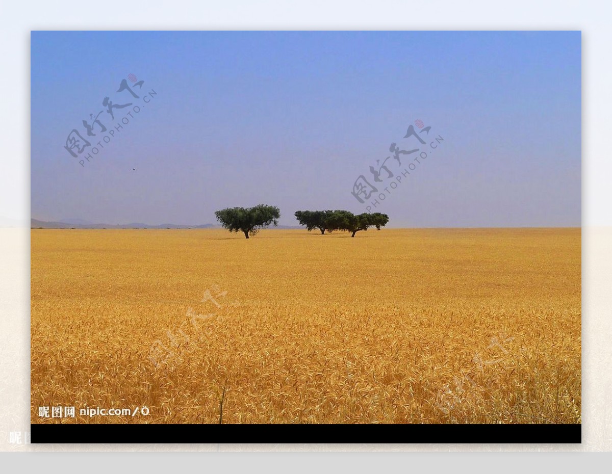 小麦场图片