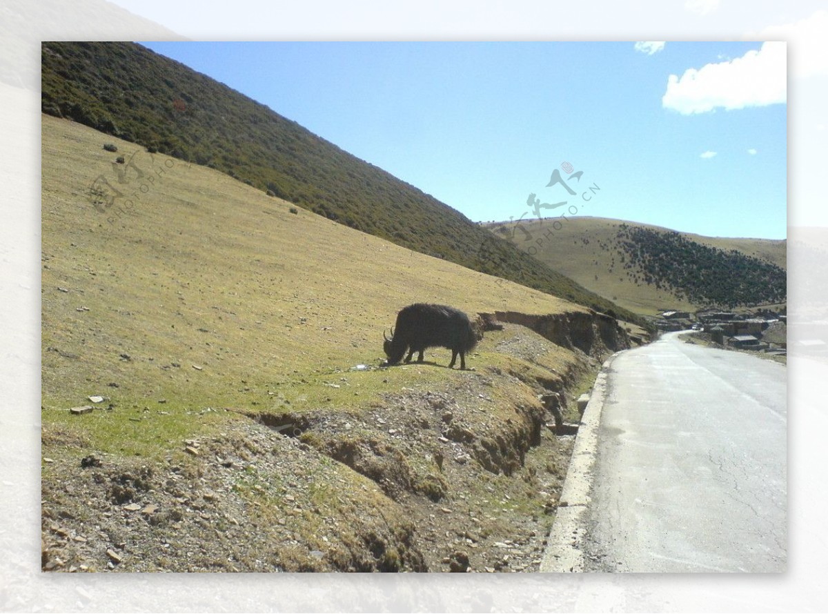 西藏路上的牦牛图片