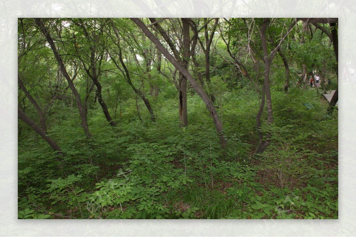 大青沟原始森林图片