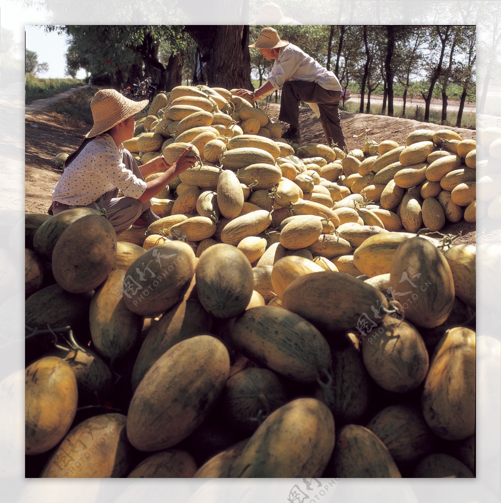 新疆农业丰收图片