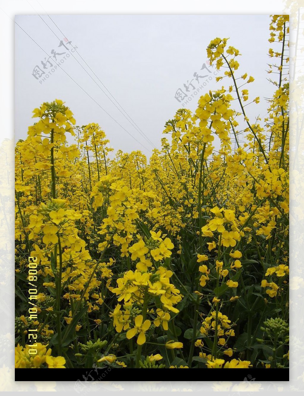 油菜花开图片