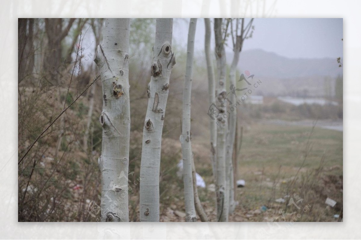 顽强的白杨树图片素材-编号08933029-图行天下