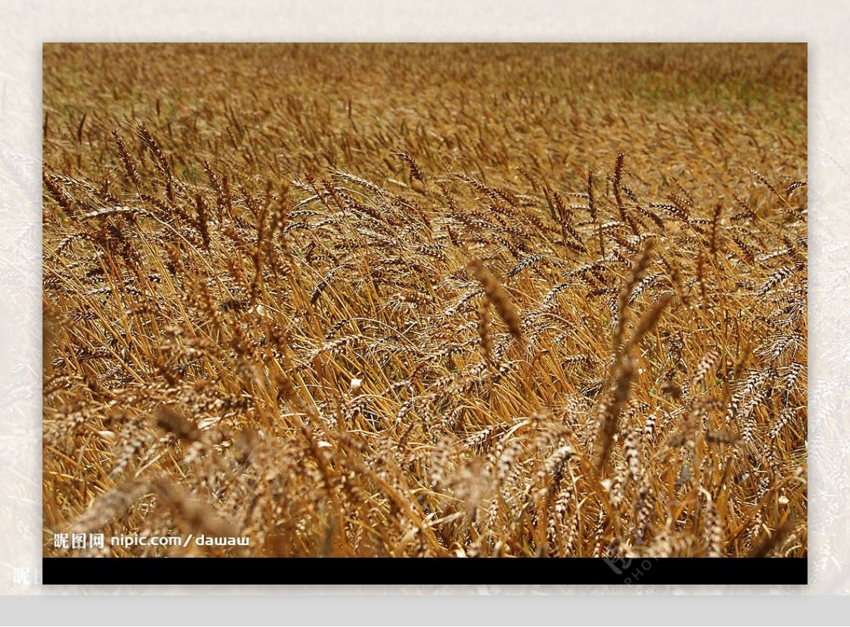 农田玉米白菜黄豆水稻小麦图片