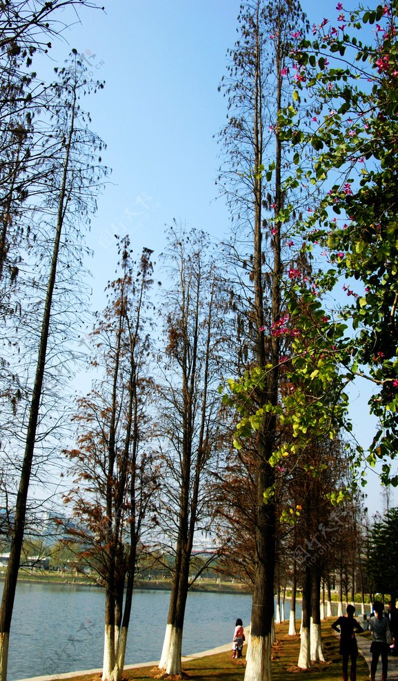 湛江风景图片