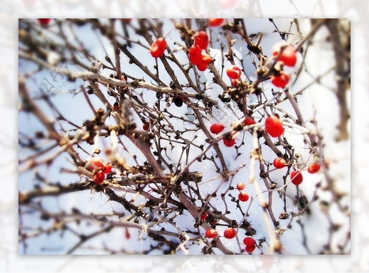 雪中红豆图片
