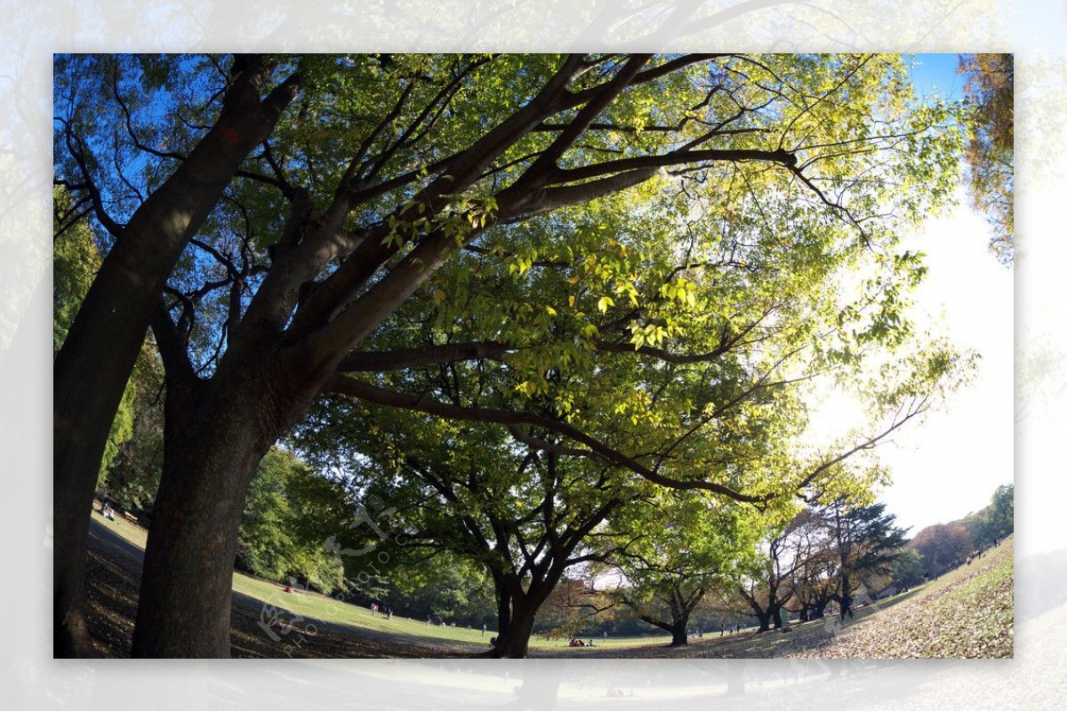秋天公园的树木图片