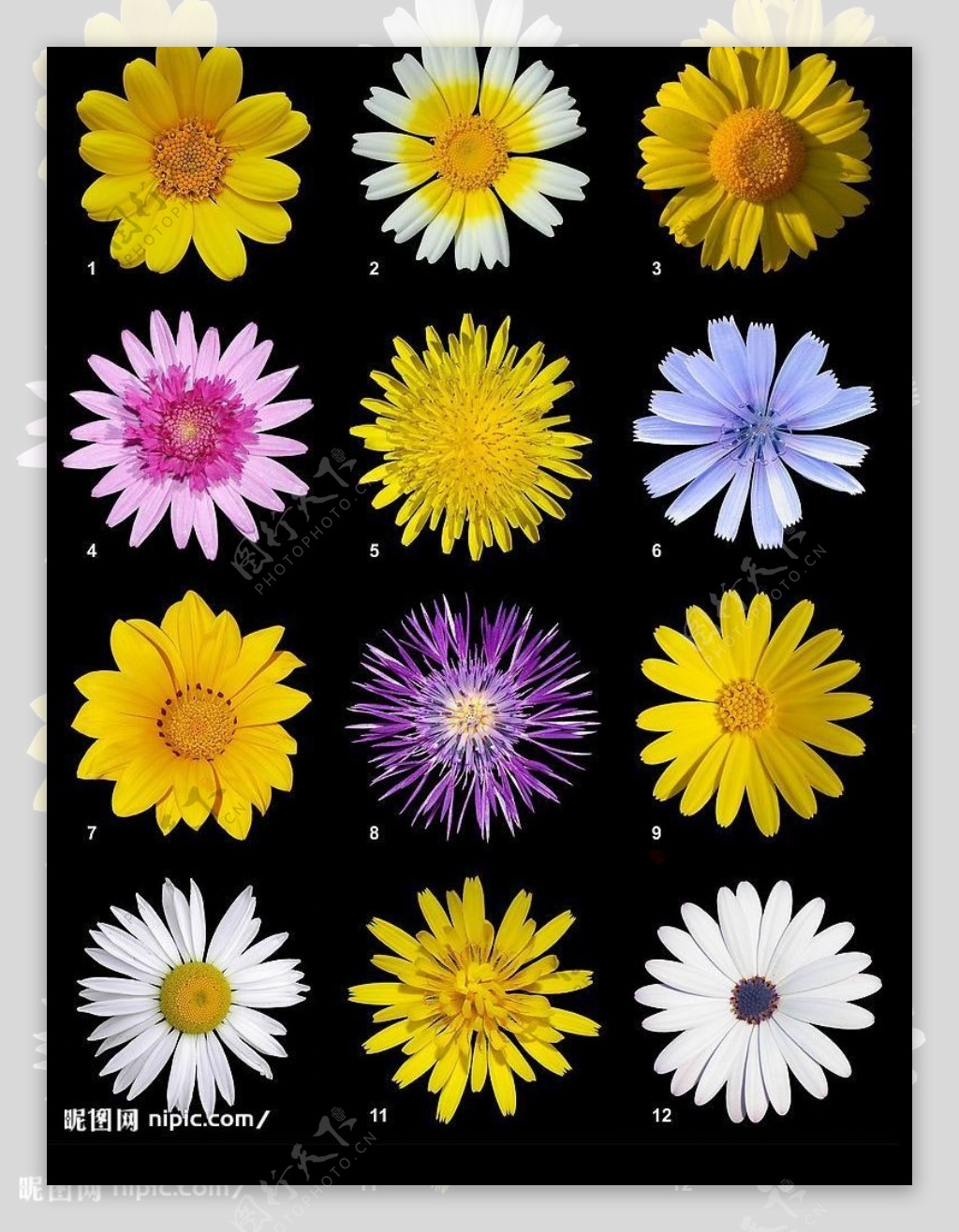 12种菊花图片