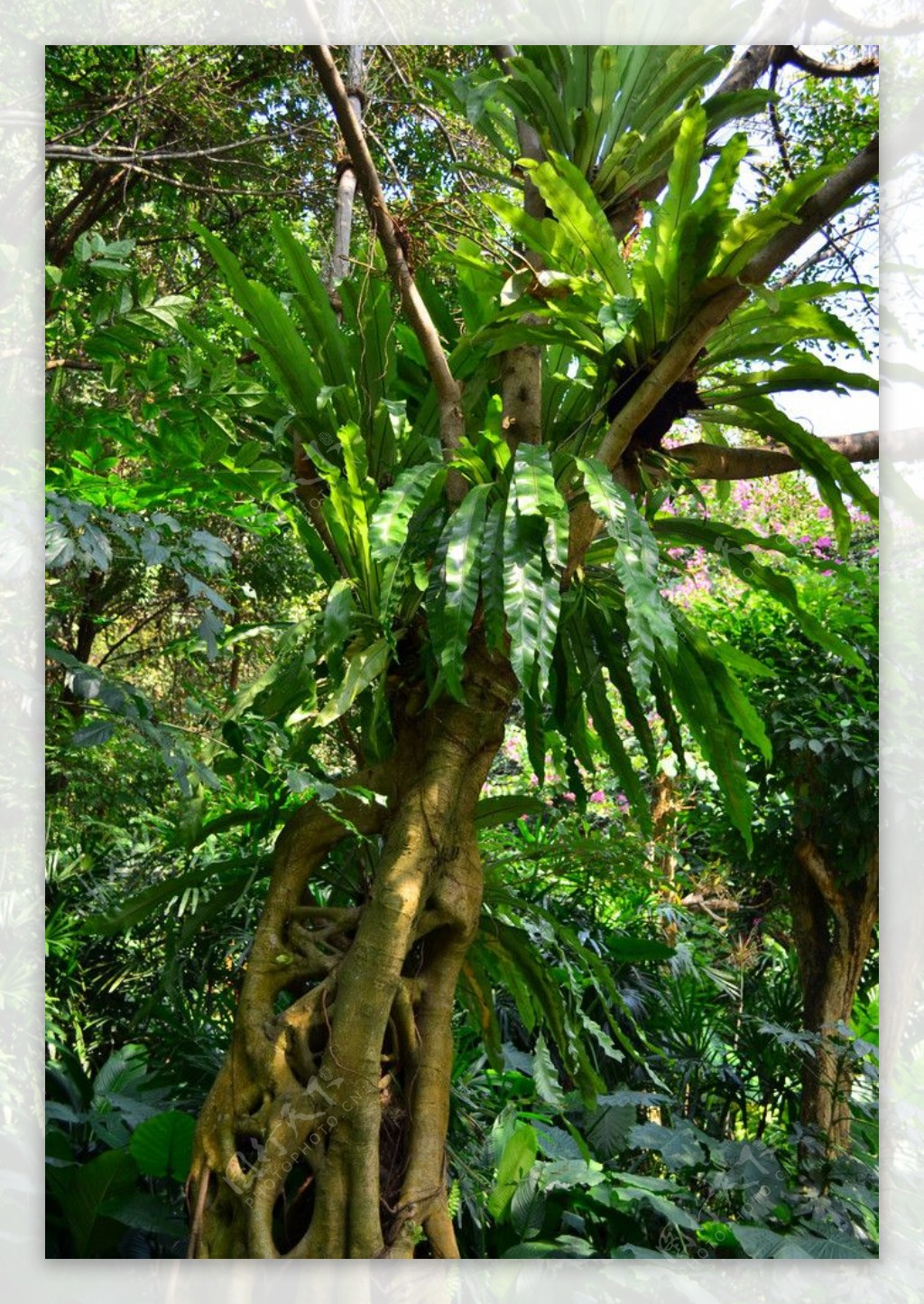 热带雨林猪笼榕树树上开花景观图片