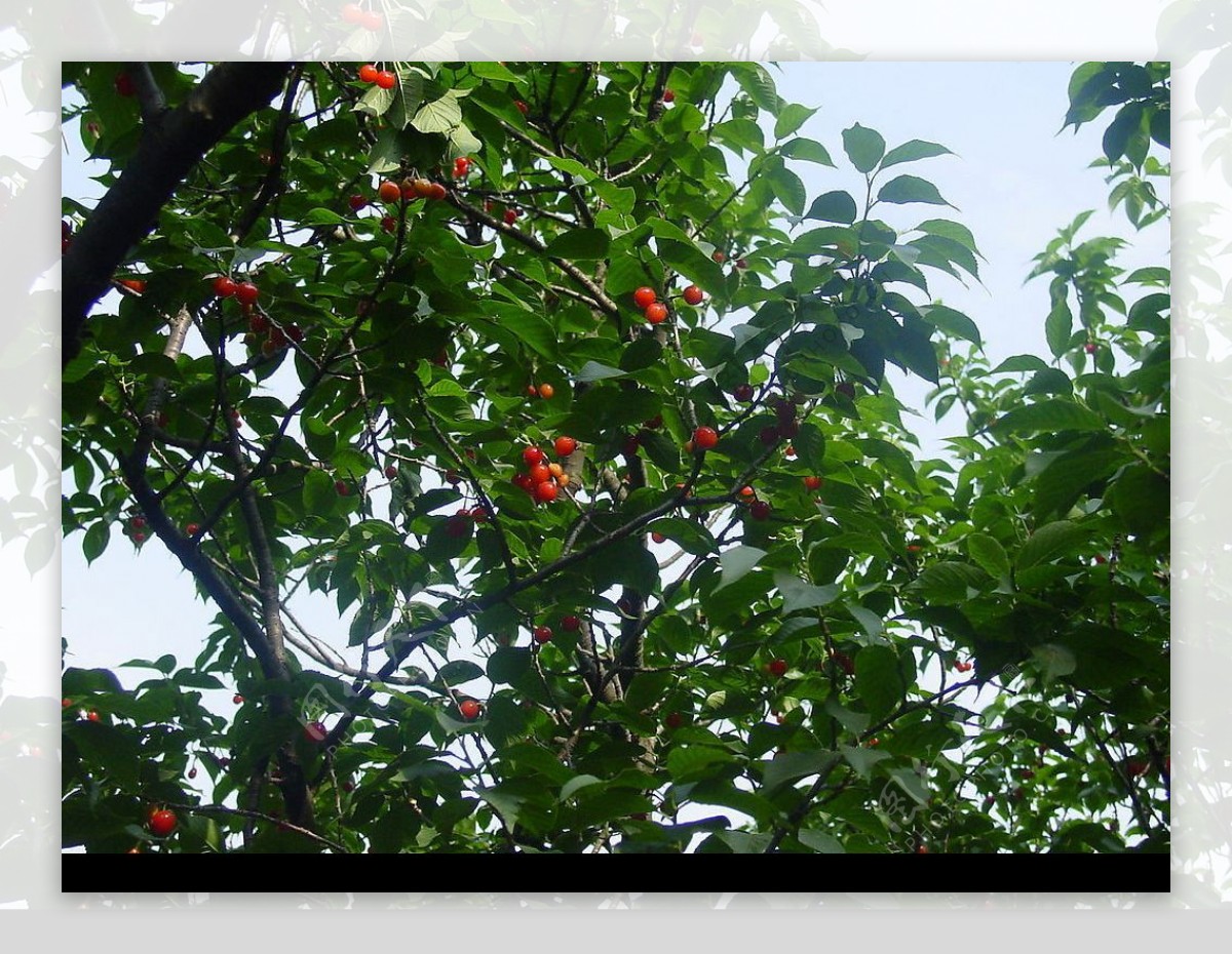 青岛樱桃节图片
