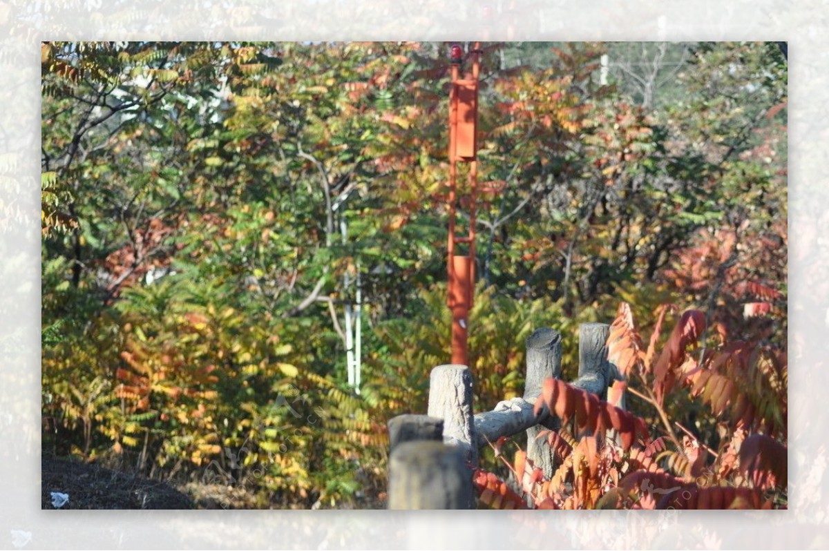 红叶林与篱笆墙图片